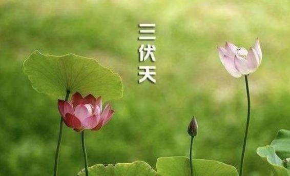 进伏|2022进伏是哪一个节气开始