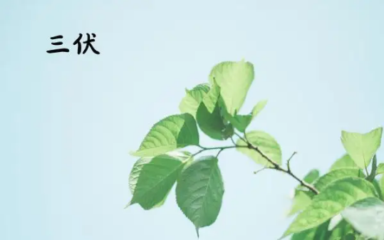 三伏天|2022年三伏天伏前解毒什么时候开始