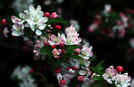 海棠花|海棠花几月开