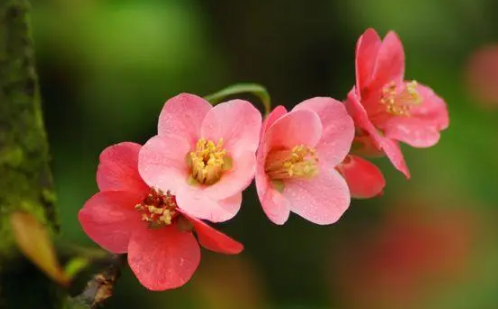 海棠花|海棠花几月开