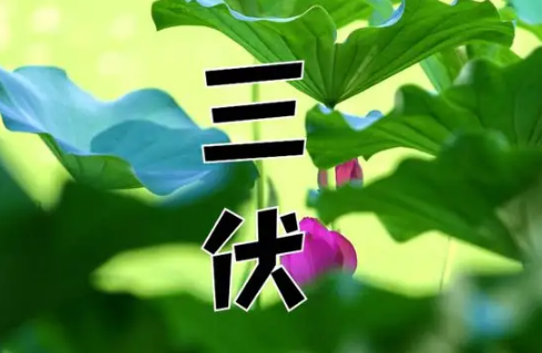 三伏天|三伏天吹风扇好还是空调好