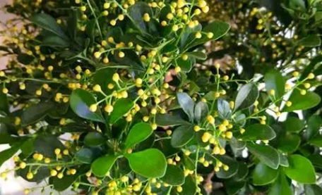 米兰花|米兰花的养殖方法和注意事项有哪些