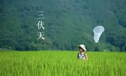 末伏天|2022末伏天还热吗