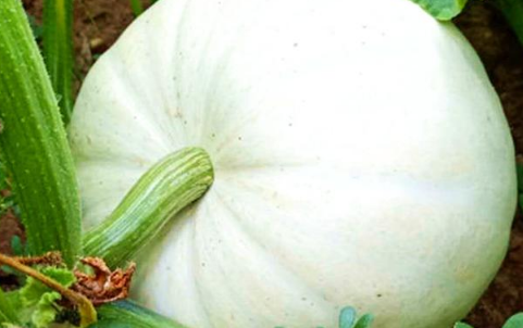 北瓜|北瓜长什么样子的图片