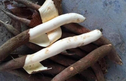 木薯|木薯怎么煮才没有毒