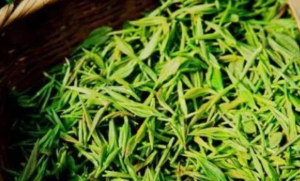 信阳毛尖|信阳毛尖茶泡出来浑浊好还是清好