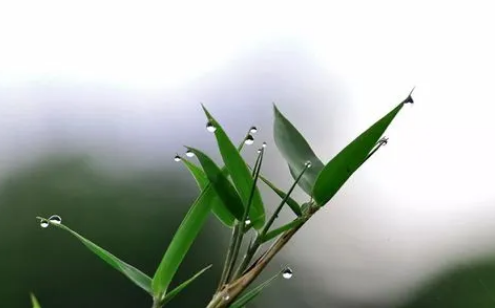 白露|2022白露后多久开始冷