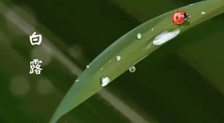 白露|2022白露后多久开始冷