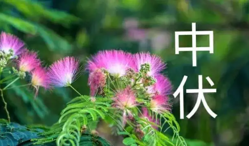 中伏|2022中伏之后还热吗
