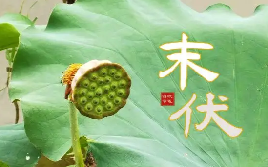 末伏|2022年末伏有几天