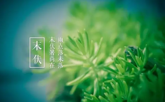 末伏|2022年末伏有几天