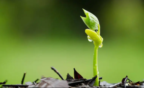 种子放到第二年还能种吗