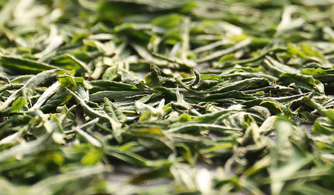 白毫银针|白毫银针新茶好还是老茶好