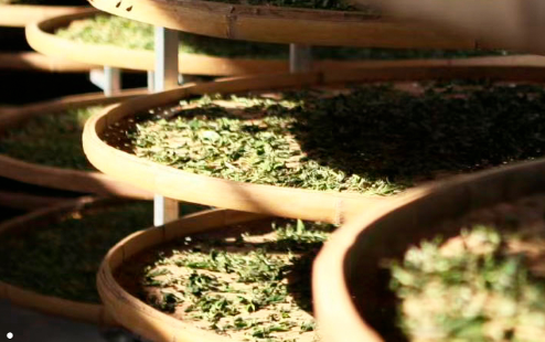 白毫银针|白毫银针新茶好还是老茶好