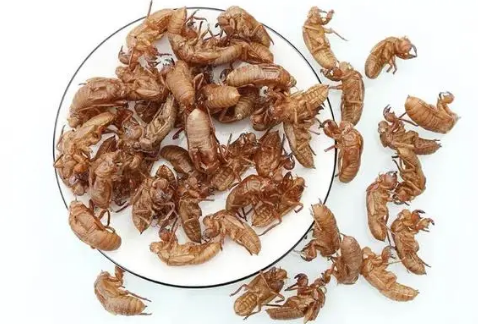 金蝉壳|金蝉壳可以泡酒吗