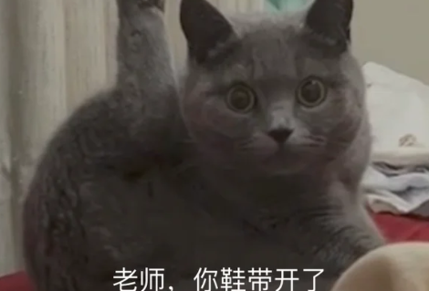 梗|老师你鞋带开了什么梗