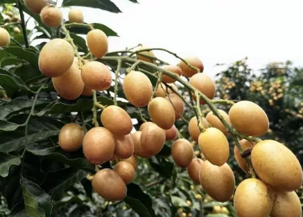 黄皮果|黄皮果有核好还是无核好