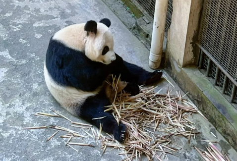 重庆|重庆动物园里面有熊猫吗
