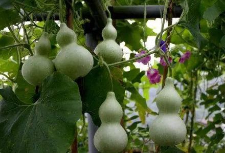 葫芦|卧室门挂葫芦挂门外还是门里