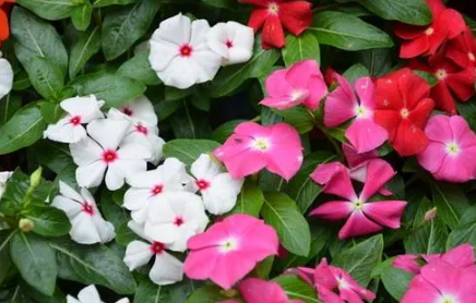 长春花|长春花的花瓣是不是有毒