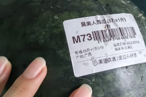 黑美人|黑美人西瓜什么时候种植最好