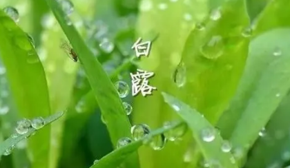 白露|白露节气吃什么养生