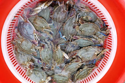 梭子蟹|昨天买的梭子蟹今天不动了能吃吗