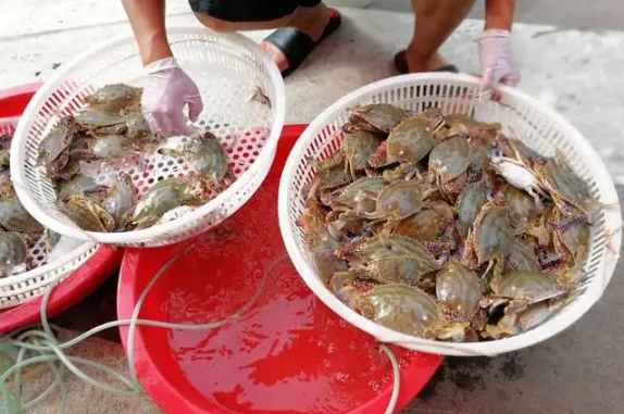 梭子蟹|刚死的梭子蟹怎么保存才新鲜