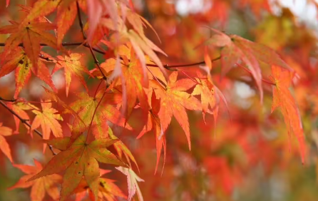 霜降|枫叶是霜降后变红吗