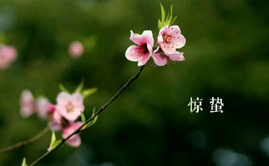 惊蛰|惊蛰节气的特点和风俗