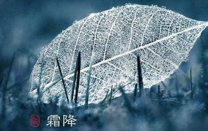 霜降|2022霜降外面的花需要搬到室内吗