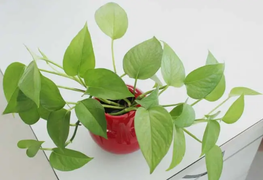 绿萝|绿萝是喜阴还是喜阳植物