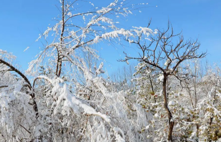 北京|今年元旦北京会下雪吗2023