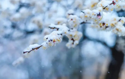 小雪|2022年11月份节气到小雪是什么天气