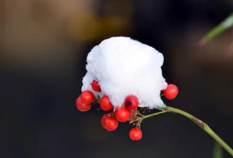 小雪|2022年11月份节气到小雪是什么天气