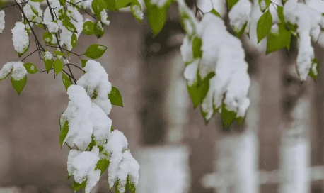 小雪节气|小雪节气不下雪冬天不冷吗