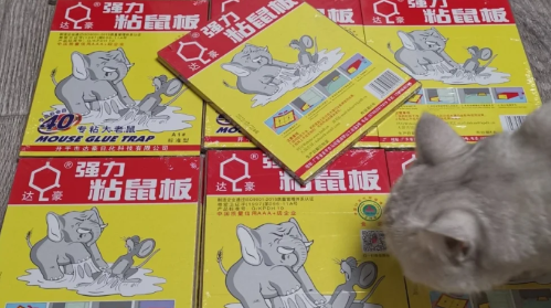 粘鼠板|粘鼠板一般放几天能粘到老鼠