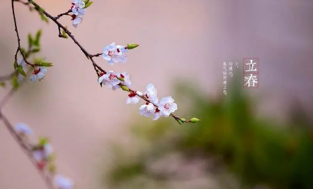 寡妇年|一年无春为什么说寡妇年