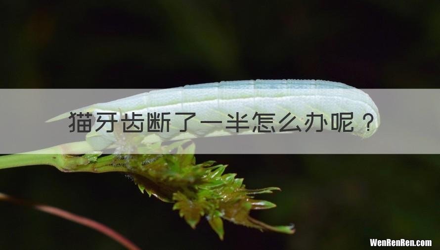 猫牙齿断了一半怎么办呢？