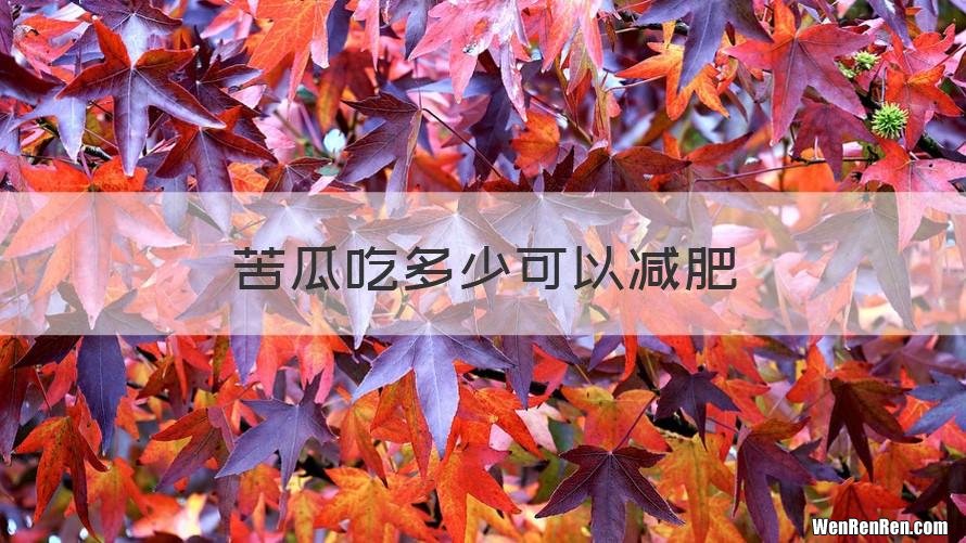苦瓜吃多少可以减肥